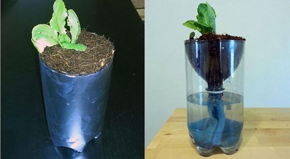 7 cách biến chai nhựa thành vật dụng làm vườn tại nhà