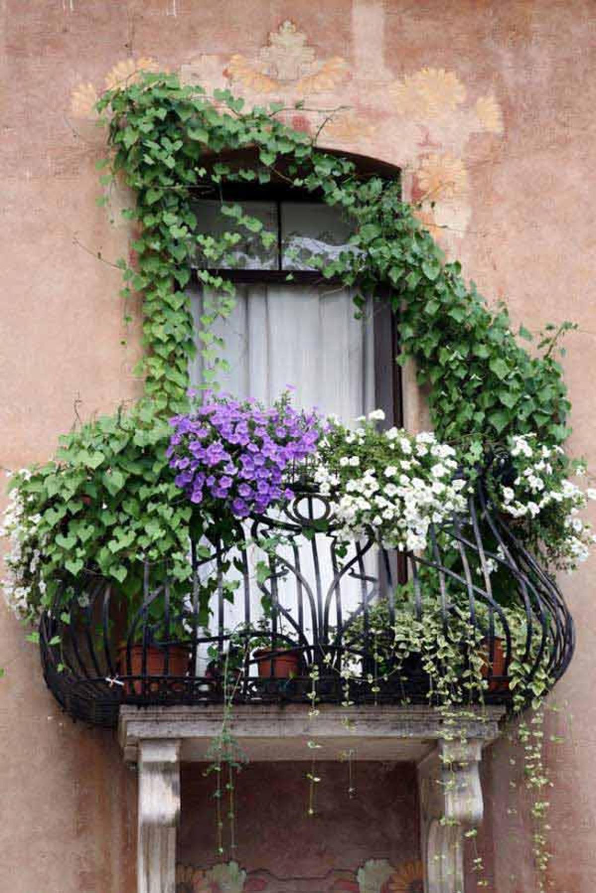 Плющ на балконе. Петуния балкон Джульетты. Вьюны вьющиеся растения плющ. Плющ Алжирский на балкон. Петунья на французском балконе.