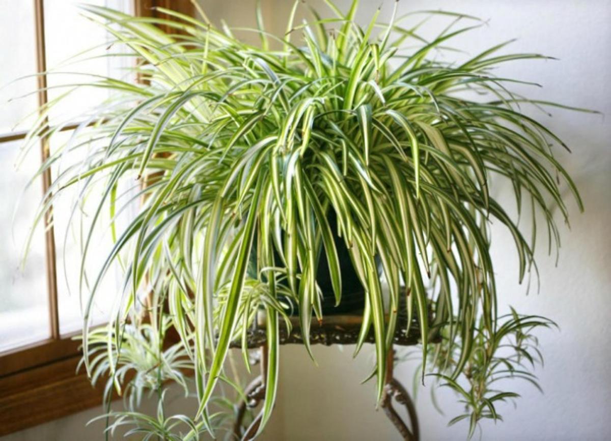 Muốn làm sạch không khí trong nhà nên trồng những cây này