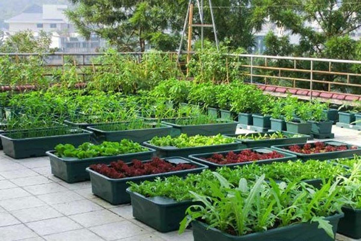 thiết kế vườn trên sân thượng cho căn hộ xanh mát