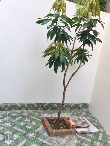 Nhà phố đường Quang Trung, Gò Vấp Nhà phố Gò Vấp hướng Tây hiện trạng nhà còn mới, hẻ xe hơi.