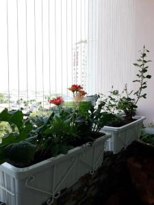 Ban công Thái An Apartment, Quận 12 Căn hộ Thái An Apartment ban công hướng Đông, đầy đủ nội thất.