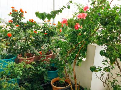 Căn hộ chung cư Mỹ Viên, Quận 7 Căn hộ Penthouse chung cư Mỹ Viên view nội khu yên tĩnh.