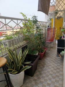 Ban công chung cư Bưu Điện Quận 10 Căn hộ chung cư Bưu điện trung tâm quận 10, ban công cây xanh.