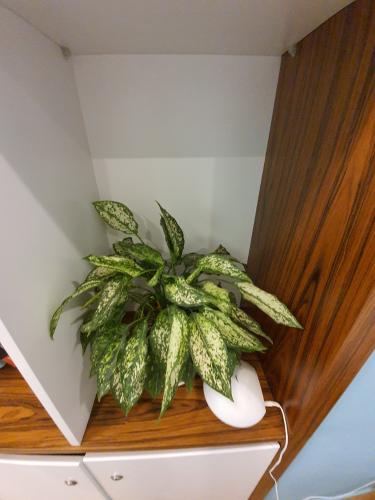 Trang trí căn hộ RIVERGATE RESIDENCE Bán căn hộ RiverGate Residence 1PN, tháp B, diện tích 26m2, đầy đủ nội thất