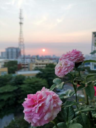 View chung cư Bưu Điện Quận 10 Căn hộ chung cư Bưu điện trung tâm quận 10, ban công cây xanh.