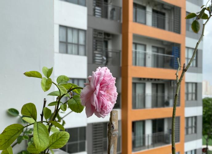 View cảnh căn hộ The Sun Avenue Căn hộ The Sun Avenue tầng thấp, view Landmark 81.