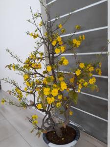 Phòng khách nhà phố Quang Trung, Gò Vấp Nhà phố hướng Đông Nam, xe hơi đậu trong nhà, có công viên nhỏ.