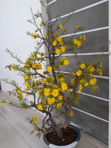 Phòng khách nhà phố Quang Trung, Gò Vấp Nhà phố hướng Đông Nam, xe hơi đậu trong nhà, có công viên nhỏ.