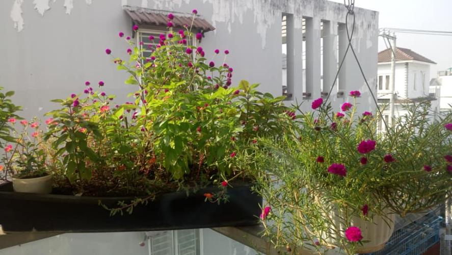 Không gian nhà phố Quận 2 Nhà phố đường xe tải rộng rãi khu dân trí cao, diện tích 61m2.