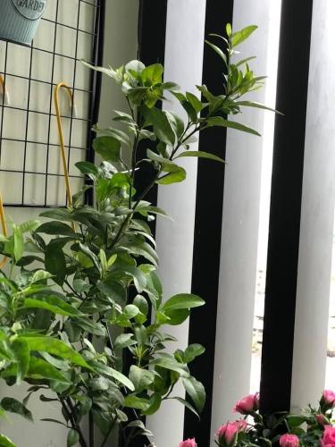 Không gian căn hộ De Capella , Quận 2 Căn hộ De Capella  thiết kế hiện đại cách âm cực tốt, bàn giao đầy đủ nội thất.