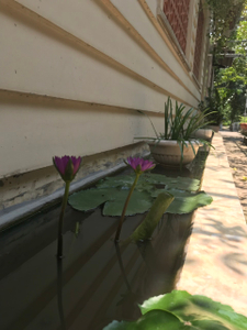 Nhà vườn Huyện Củ Chi Nhà vườn có xưởng diện tích 2554m2 vuông vức, pháp lý đầy đủ rõ ràng.