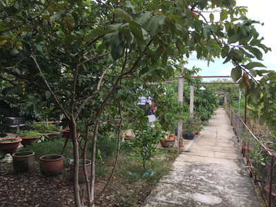 Nhà vườn Huyện Củ Chi Nhà vườn có xưởng diện tích 2554m2 vuông vức, pháp lý đầy đủ rõ ràng.