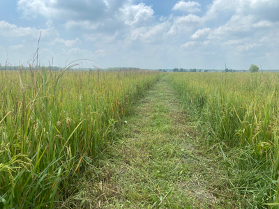 Đất nền Huyện Củ Chi Đất trồng cây hằng năm diện tích 3000m2, có sổ hồng riêng bàn giao ngay.