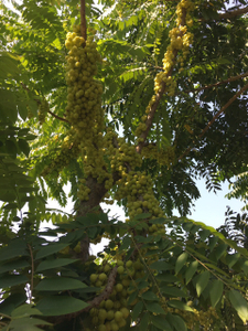 Nhà vườn Huyện Củ Chi Nhà vườn có xưởng diện tích 2554m2 vuông vức, pháp lý đầy đủ rõ ràng.