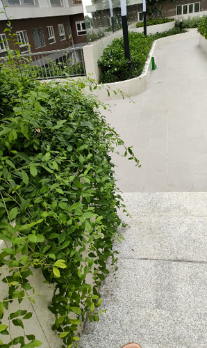 Căn hộ Lavita Charm, Quận Thủ Đức Căn hộ Lavita Charm  diện tích 68m2, view hồ bơi thoáng mát.