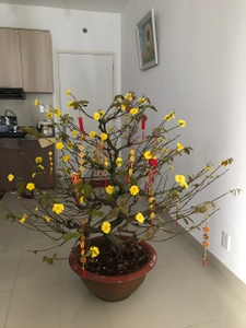 Căn hộ CitiHome, Quận 2 Căn hộ CitiHome đầy đủ nội thất diện tích 61m²