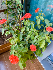 Căn hộ Vinhomes Central Park, Quận Bình Thạnh Căn hộ Vinhomes Central Park tầng 14 cửa hướng Tây Bắc, đầy đủ nội thất.