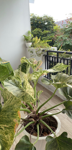 Nhà phố Quận 9 Nhà phố dự án Park Riverside thiết kế 1 trệt, 3 lầu đúc kiên cố.