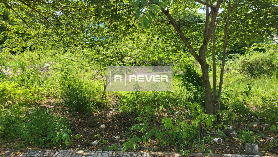 Rever