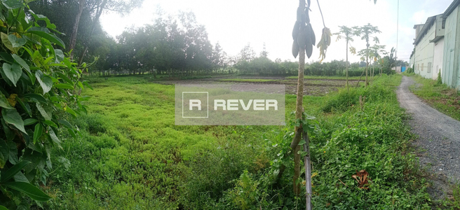  Đất nông nghiệp nằm tại hẻm xe hơi hơn 4m cách đường Nguyễn Thị Nê 500m.