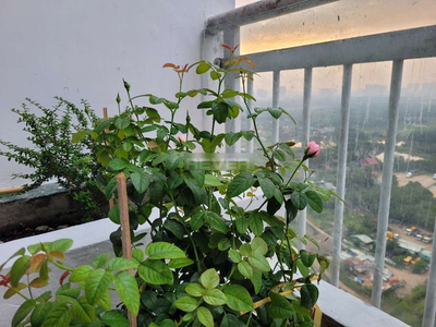 Căn hộ Phú Hoàng Anh, Huyện Nhà Bè Penthouse sân vườn Phú Hoàng Anh 5 phòng ngủ, đầy đủ nội thất.