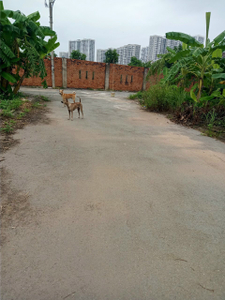 Đất nền Quận 9 Đất nền diện tích 81m2, có sổ hồng riêng bàn giao ngay.