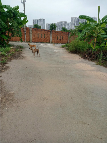 Đất nền Quận 9 Đất nền diện tích 81m2, có sổ hồng riêng bàn giao ngay.