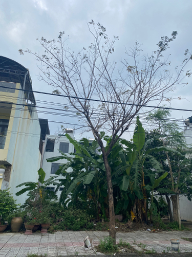 IMG_1675.HEIC Đất nền Đường Bùi Trang Chước diện tích 200m² hướng đông bắc pháp lý sổ hồng