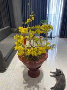 Căn hộ Safira Khang Điền, Quận 9 Căn hộ Safira Khang Điền tầng cao view tuyệt đẹp, đầy đủ nội thất.