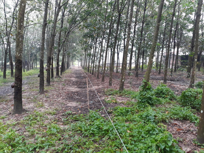 Đất nền đường Nguyễn Văn Khạ thổ cư 300m, đang để trồng cao su