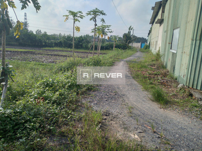  Đất nông nghiệp nằm tại hẻm xe hơi hơn 4m cách đường Nguyễn Thị Nê 500m.