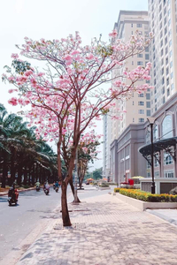 Saigon Mia, Huyện Bình Chánh Căn hộ Saigon Mia hướng ban công nam đầy đủ nội thất diện tích 56m²