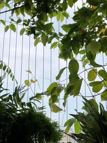 Không gian căn hộ De Capella , Quận 2 Căn hộ De Capella  thiết kế hiện đại cách âm cực tốt, bàn giao đầy đủ nội thất.